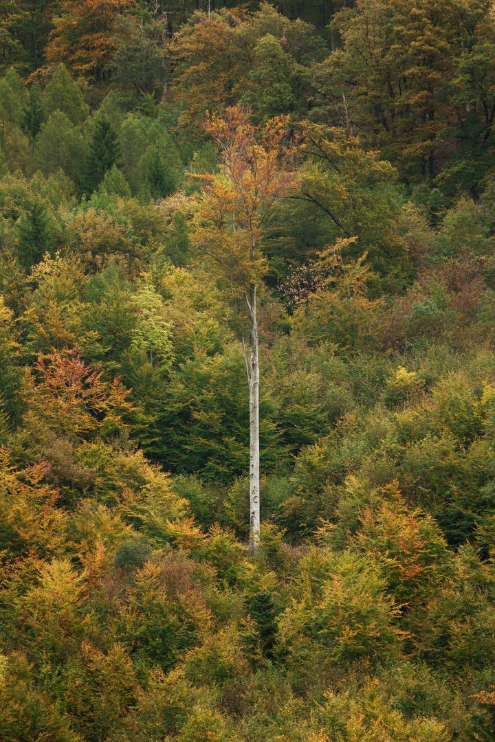 Lone Tree Standing Tall in Vibrant Forest During Autumn - Free Images, Stock Photos and Pictures on Pikwizard.com