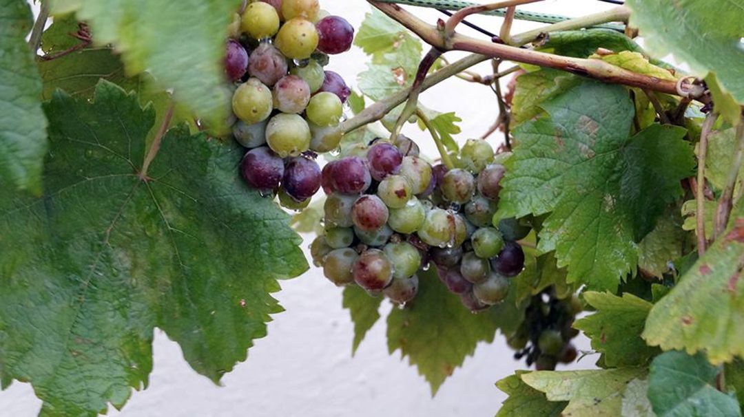 Close up of grapes growing on tree - Free Images, Stock Photos and Pictures on Pikwizard.com