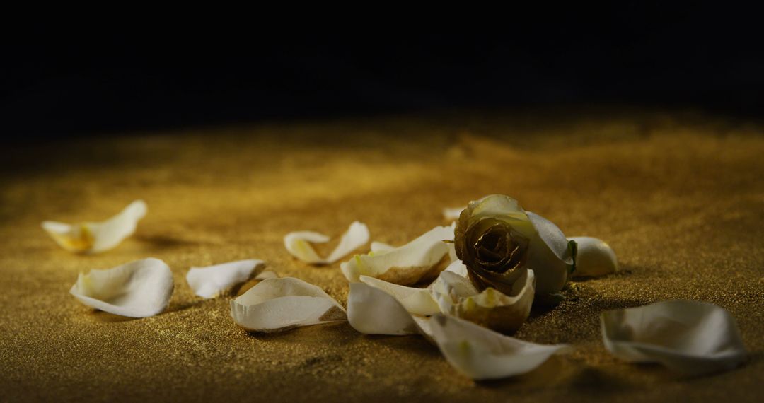 White Rose with Scattered Petals on Sand Against Dark Background - Free Images, Stock Photos and Pictures on Pikwizard.com