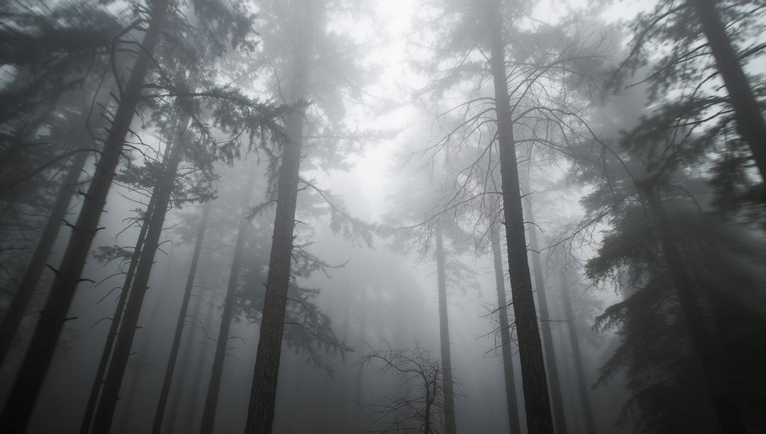 Rising Conifer Trunks Stretching Through Fog with Light Beams Piercing Canopy