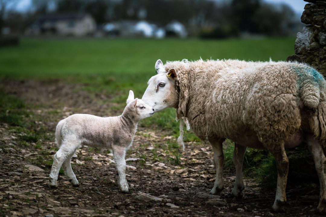 Ewe nuzzling newborn lamb on misty rural pasture path