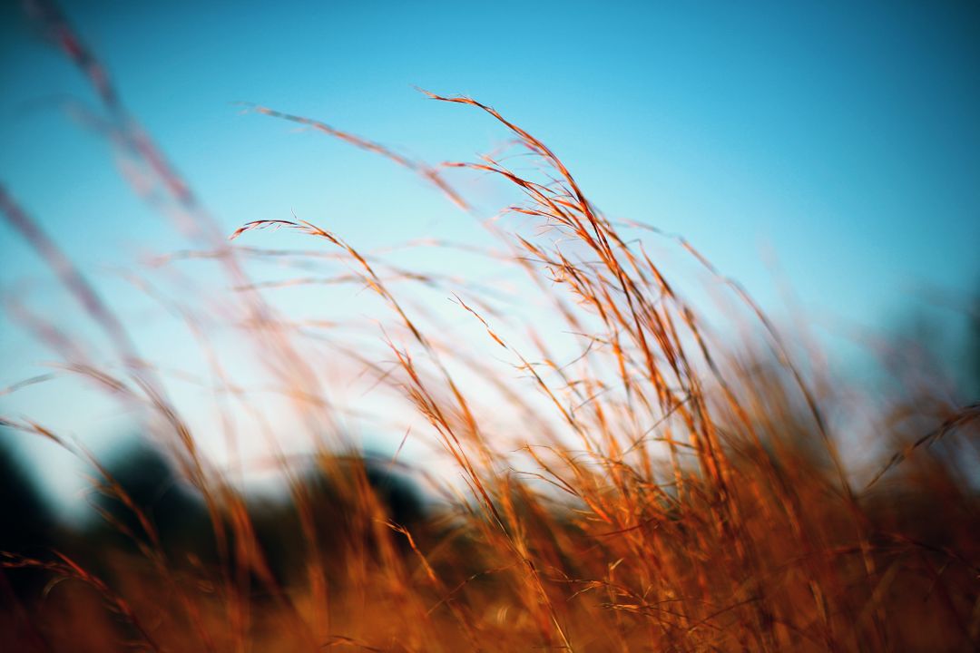 Close-up of Autumn Grass Swaying in Breeze Against Blue Sky - Free Images, Stock Photos and Pictures on Pikwizard.com