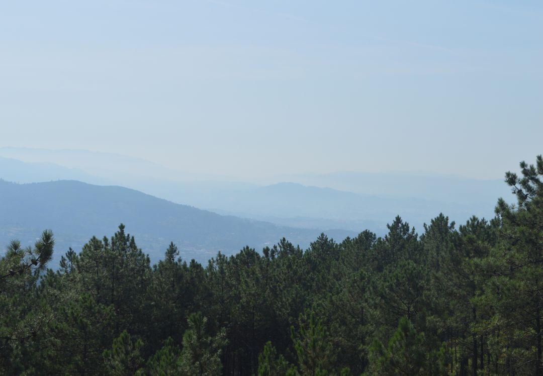 Serene Mountain Landscape with Pine Trees and Distant Blue Hills - Free Images, Stock Photos and Pictures on Pikwizard.com