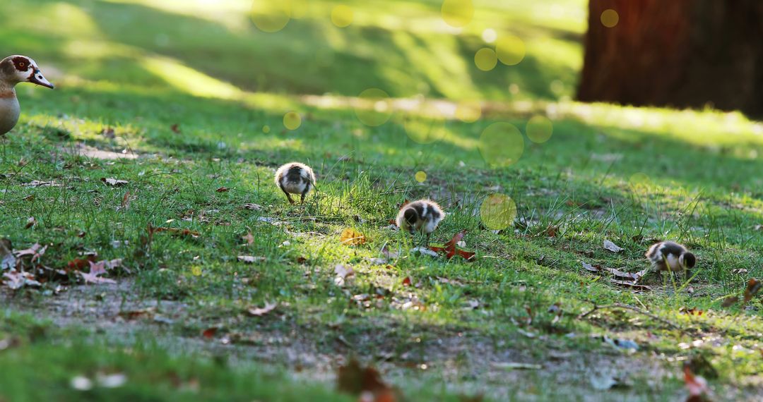 Birds Feeding on Grass with Nature Background and Bokeh Effect