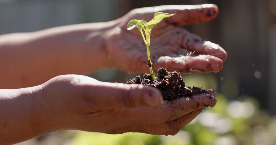 Hands Holding Young Seedling with Soil in Sunlight - Free Images, Stock Photos and Pictures on Pikwizard.com