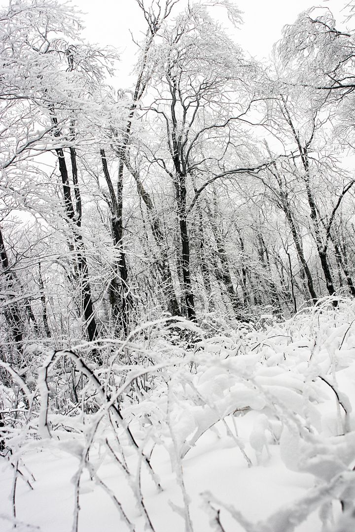 Snow-covered forest during winter with bare trees - Free Images, Stock Photos and Pictures on Pikwizard.com