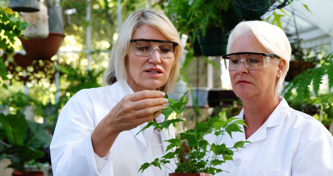 Female Scientists Examining Plant In Greenhouse - Free Images, Stock Photos and Pictures on Pikwizard.com