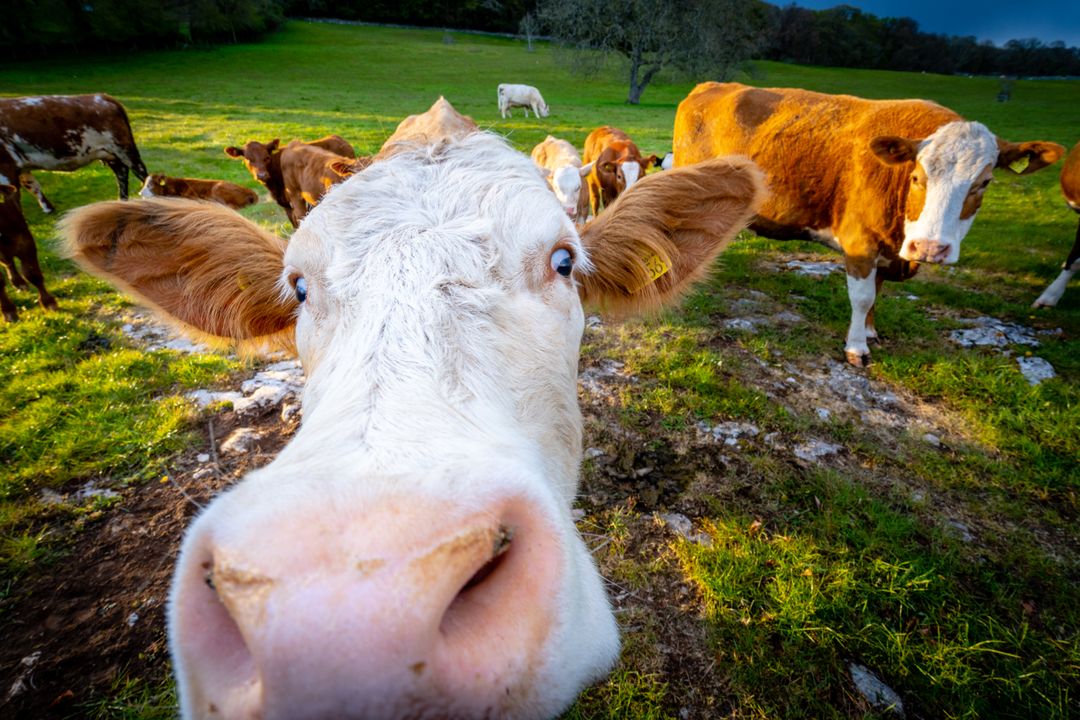 Curious cow approaching viewer on sunlit green pasture with grazing herd behind