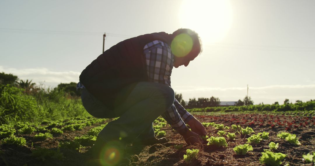 Farmer Inspecting Young Plants at Sunset in Organic Field - Free Images, Stock Photos and Pictures on Pikwizard.com