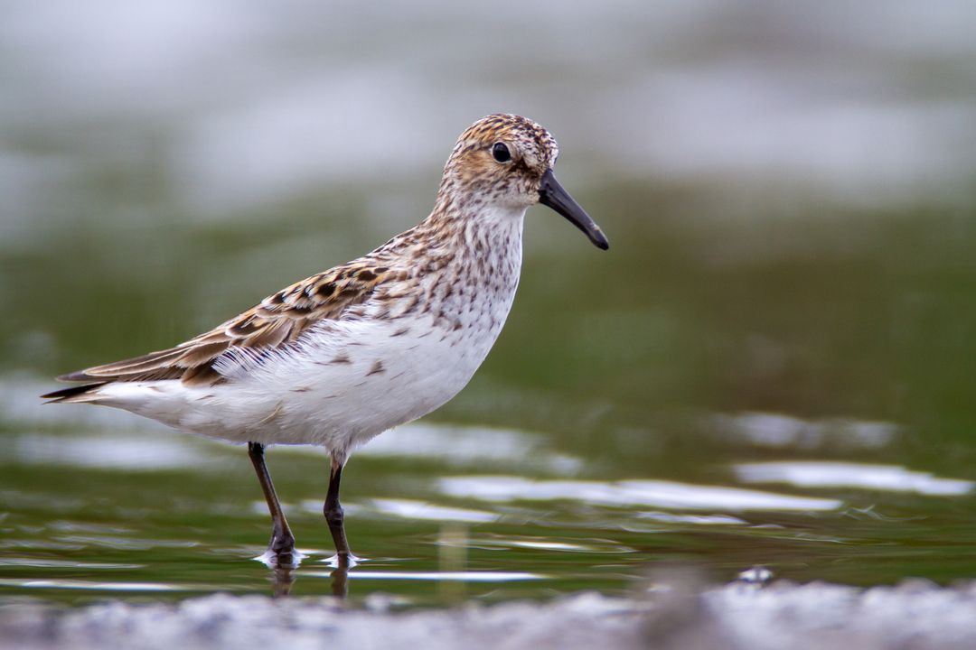 Solitary Sandpiper Wading in Tranquil Wetlands