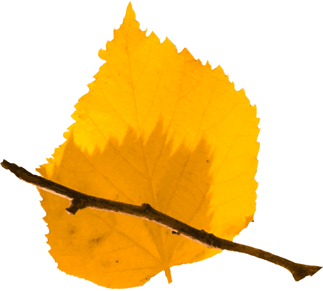 Transparent Golden Leaf with Twig Glowing in Autumn Light