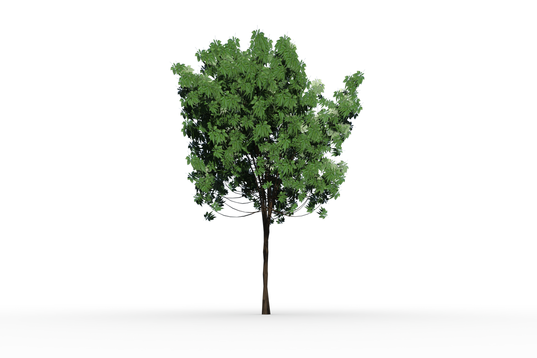 Isolated Green Tree with Transparent Background - Download Free Stock Images Pikwizard.com