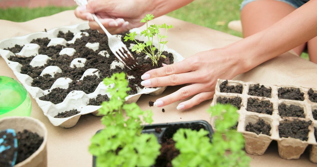 Gardener Planting Parsley Seedlings for Organic Growth