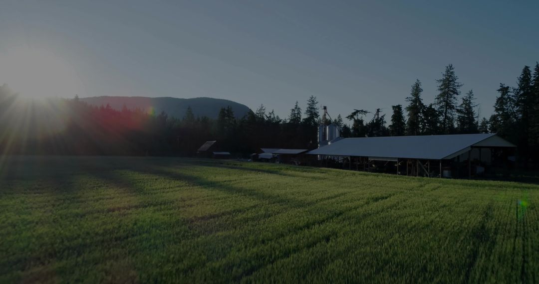 Sunlight bathing green crop rows and barn silos at golden hour on rural farm