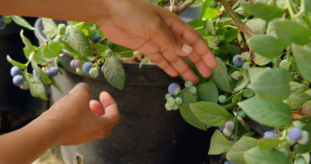 Hands Harvesting Fresh Blueberries from Plant in Garden - Free Images, Stock Photos and Pictures on Pikwizard.com