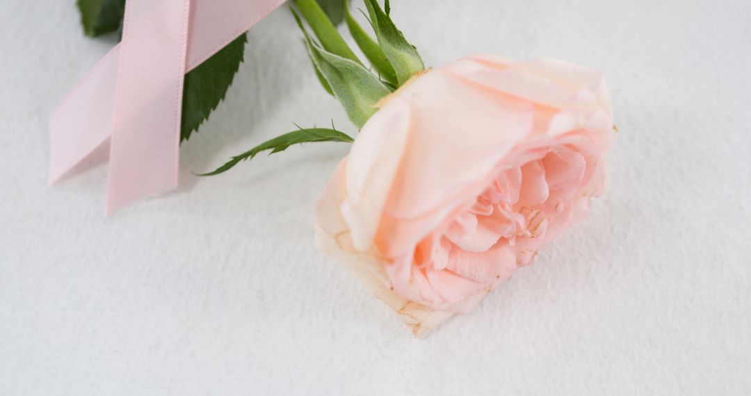 Delicate Pink Rose with Awareness Ribbon on White Surface