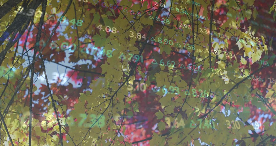 Autumn Canopy Showing Financial Data Overlay on Fall Leaves