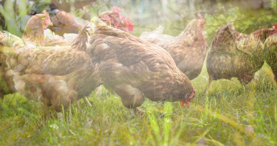 Composite Image of Chickens in Tall Grass on Farm