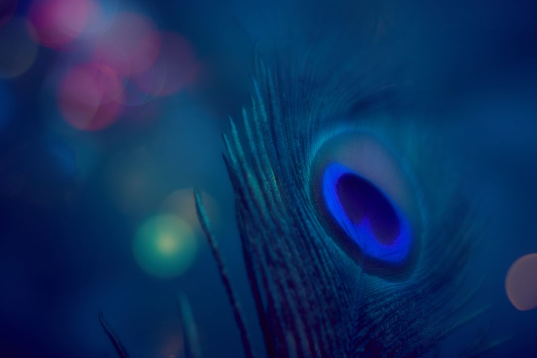 Close-Up of Vibrant Peacock Feather with Bokeh Lights