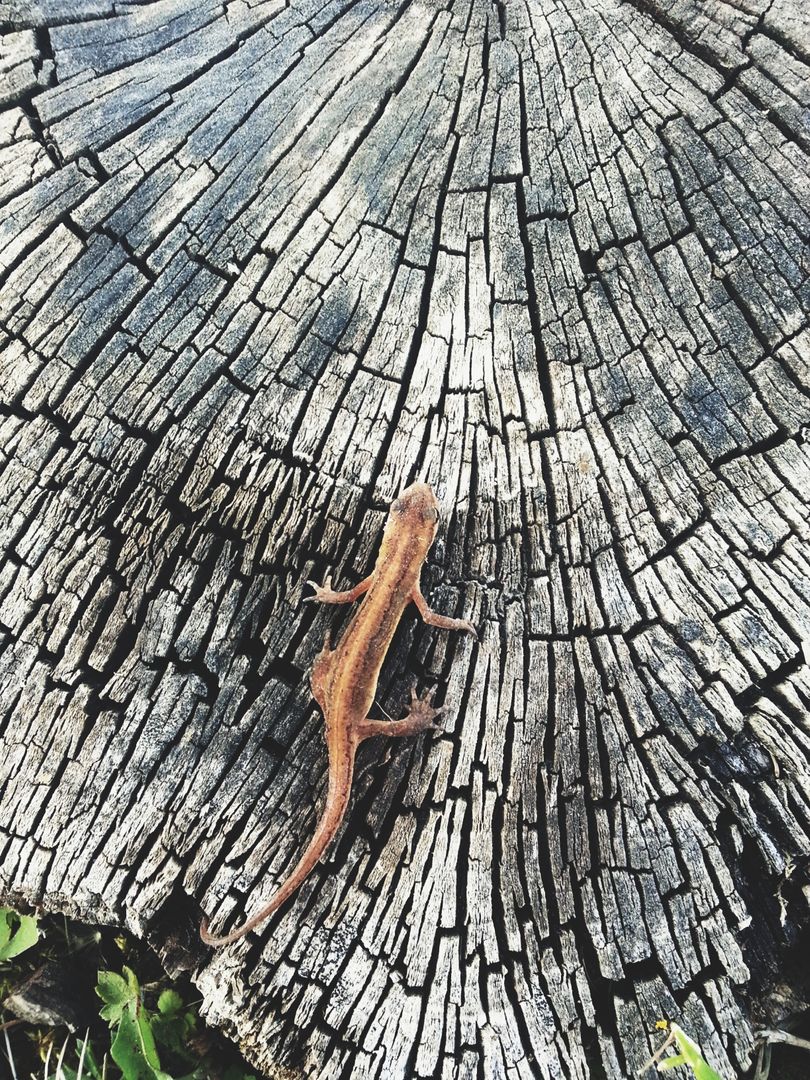Lizard on Tree Stump with Cracked Wood Texture - Free Images, Stock Photos and Pictures on Pikwizard.com