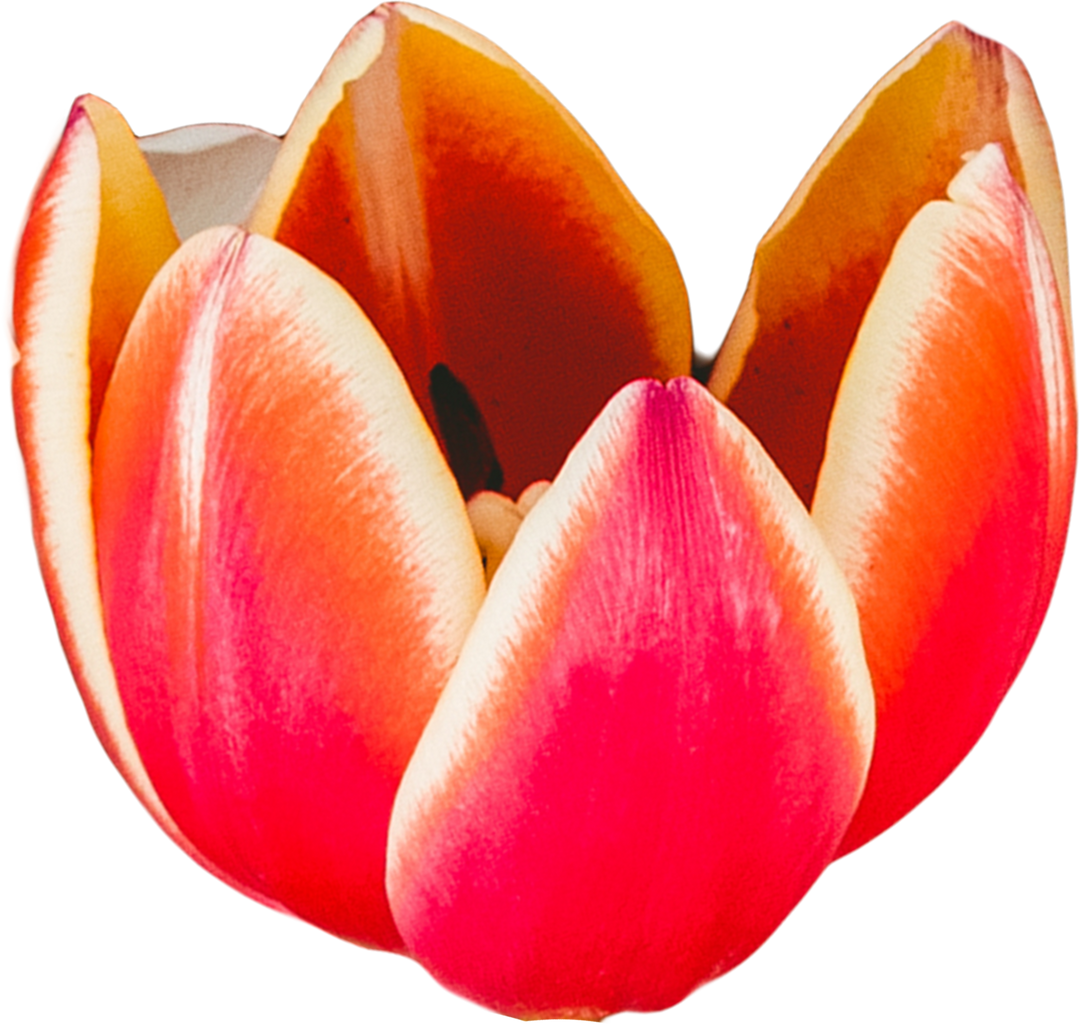 High-Resolution Red White Tulip Transparent Background - Download Free Stock Images Pikwizard.com