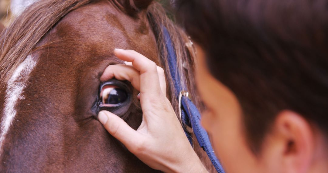 Close-up of Veterinarian Examining Horse's Eye for Check-up - Free Images, Stock Photos and Pictures on Pikwizard.com