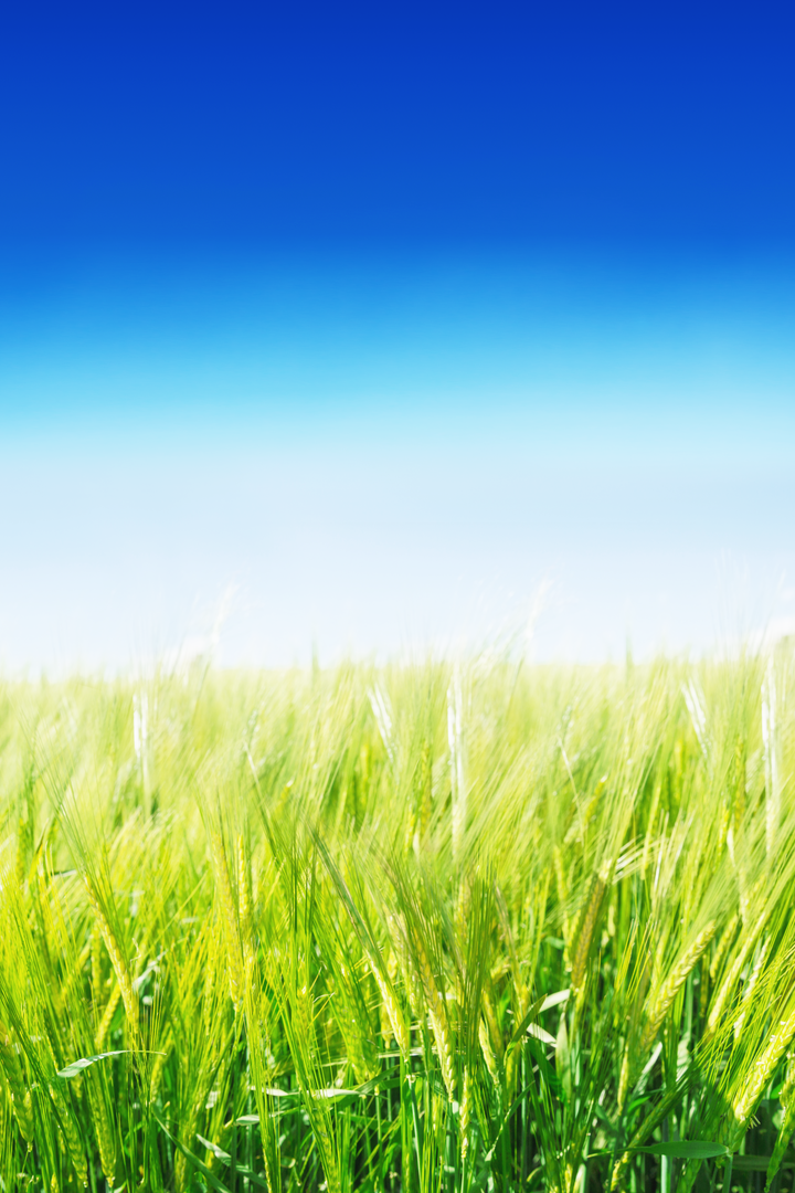 Sunny day with transparent blue sky over lush green wheat field - Download Free Stock Images Pikwizard.com