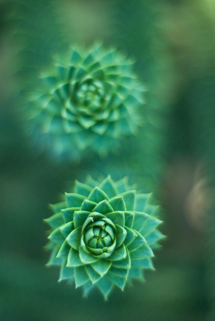 Close-up of Green Spiral Succulent Plants with Blurred Background - Free Images, Stock Photos and Pictures on Pikwizard.com