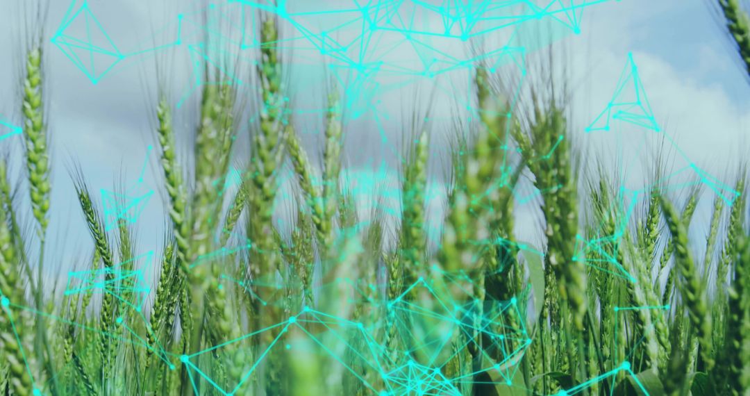 Innovative Agritech Connected Amidst Green Wheat Field