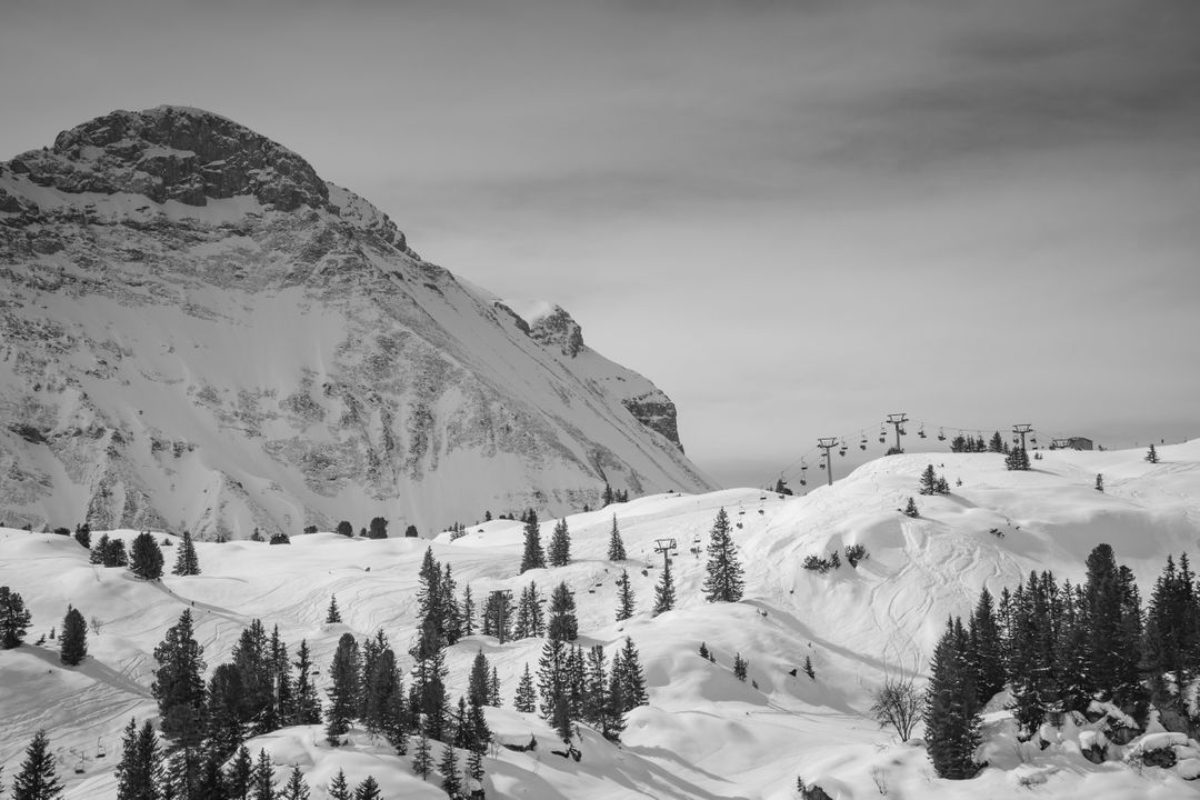 Field Filled With Snow With Pine Tress Near Alp Mountain - Free Images, Stock Photos and Pictures on Pikwizard.com