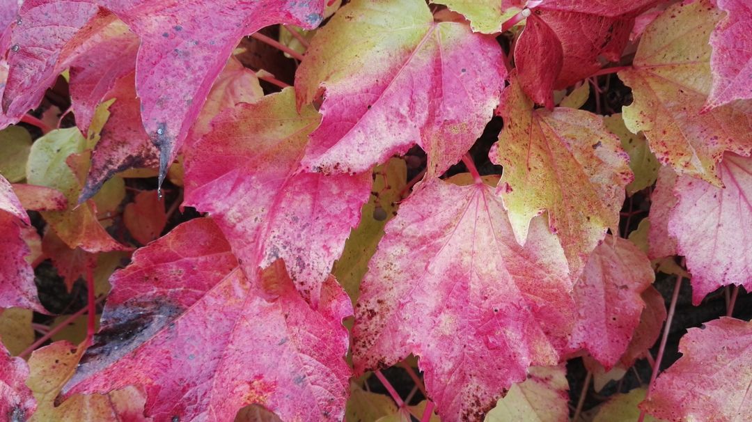 Close up of pink autumn leaves - Free Images, Stock Photos and Pictures on Pikwizard.com