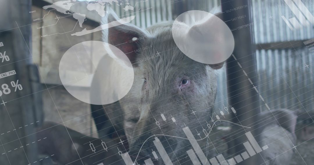 Pigs and Financial Data Overlay on Farm