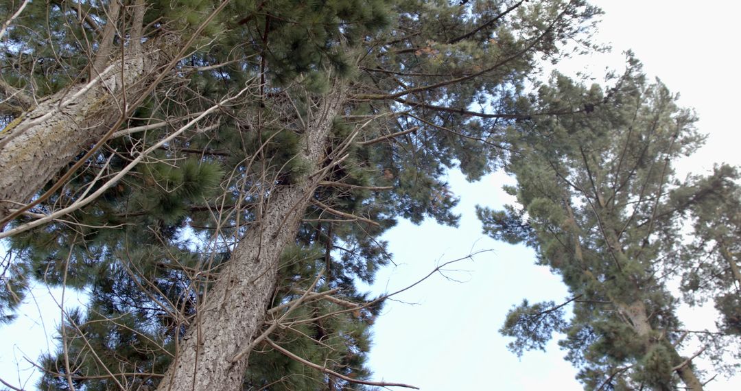 Ground View of Towering Pine Trees Against Clear Sky