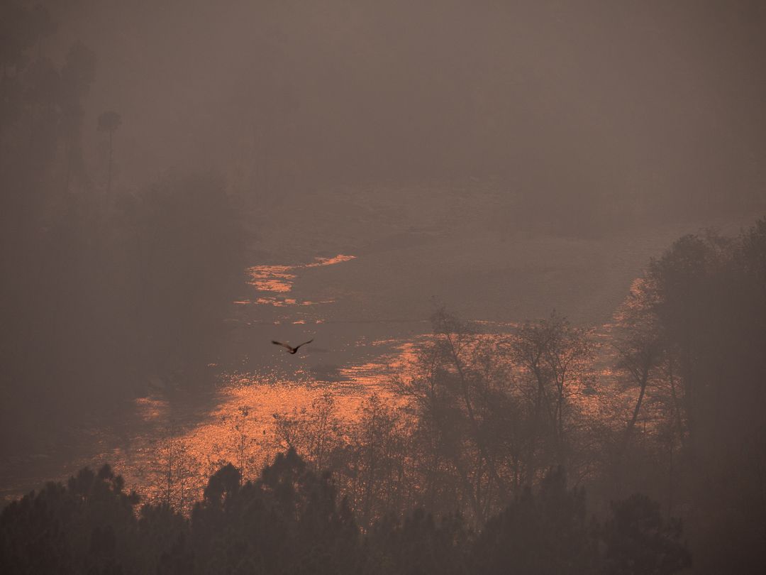 Silhouette of Bird in Misty Forest at Sunrise - Free Images, Stock Photos and Pictures on Pikwizard.com