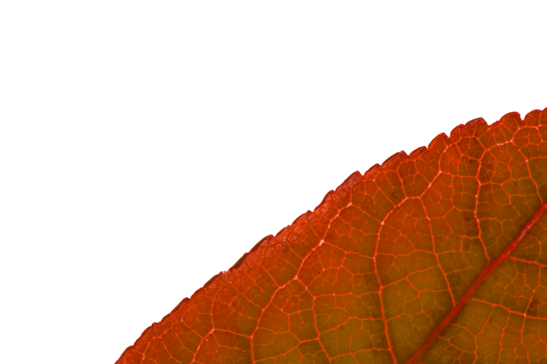 Red Leaf Slice on Transparent Isolated Background for Fall Designs
