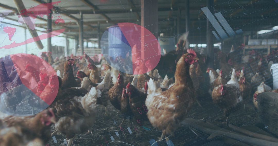 Free-Range Chickens in Spacious Henhouse Environment