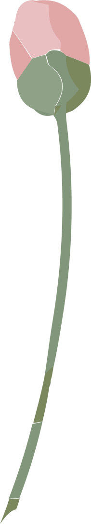 Minimalist Vector Peony Bud on Transparent Background