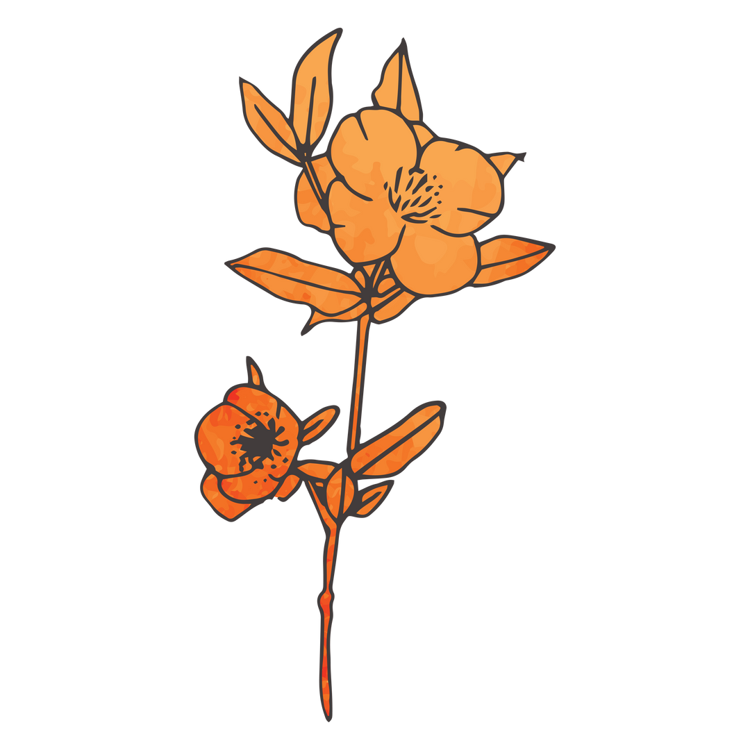 Vector Illustration of Orange Flowers on Transparent Background Evoking Nature and Beauty - Download Free Stock Images Pikwizard.com