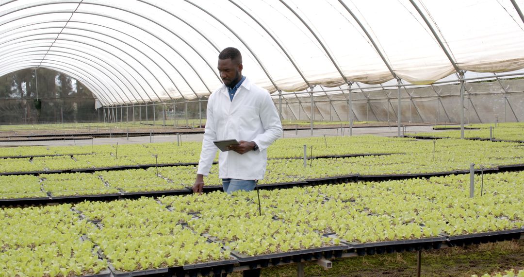 Farm Technician Monitoring Hydroponics in Greenhouse