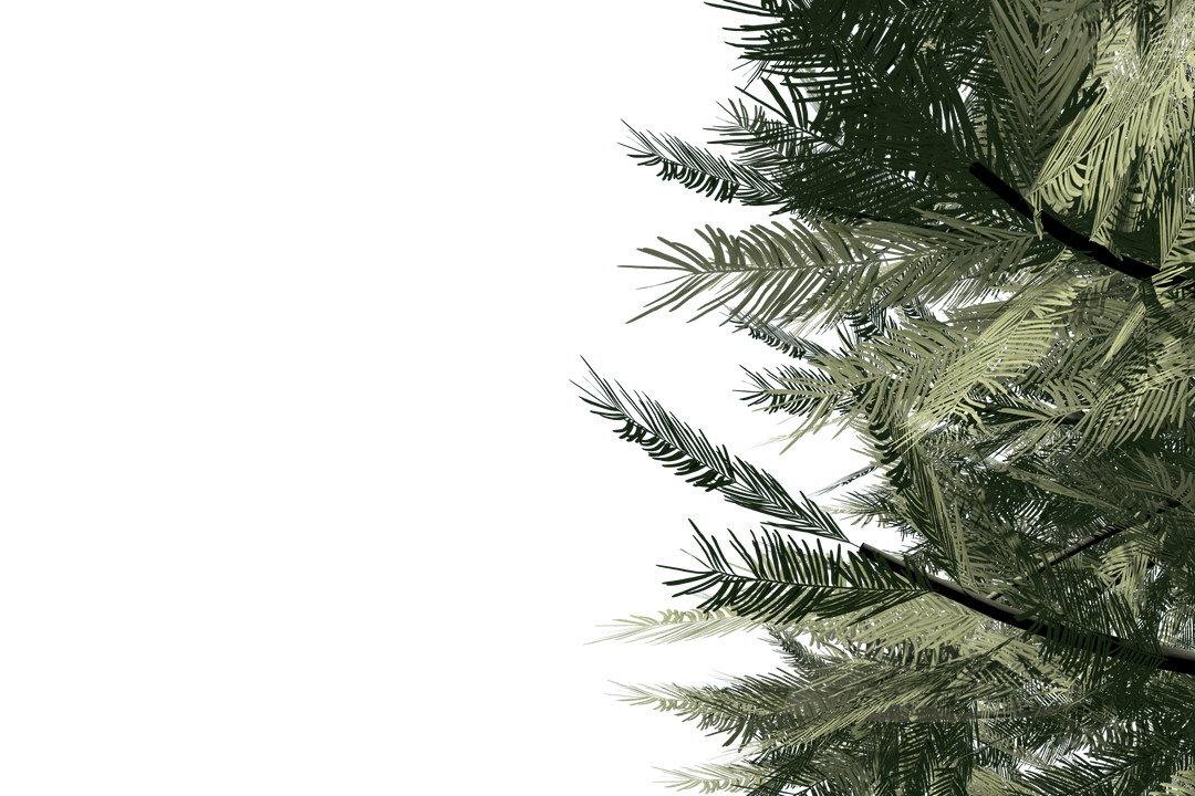 Realistic Green Fir Branches on Transparent Background