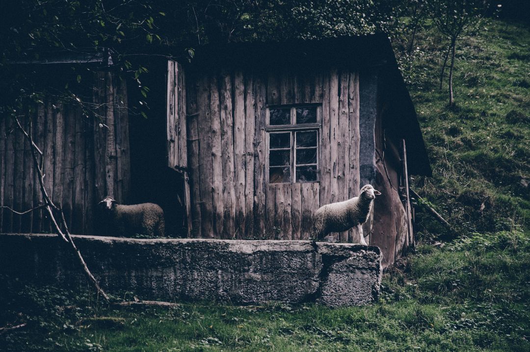 Two sheep standing on stone ledge in front of rustic wooden cabin on misty green hillside
