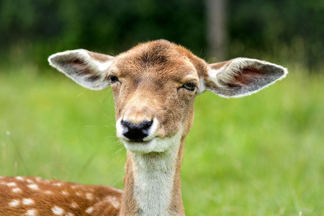 Close-up of a Young Deer in Natural Habitat - Free Images, Stock Photos and Pictures on Pikwizard.com