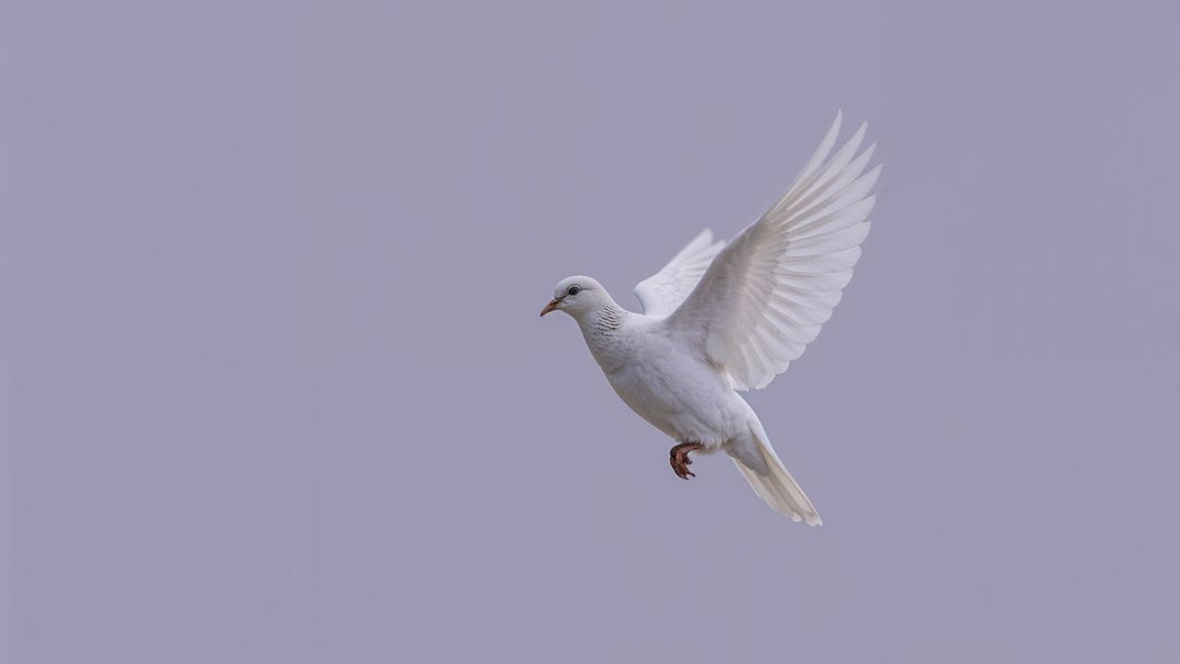White dove gracefully soaring in lavender sky for condolences