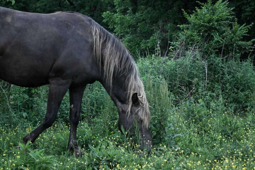 Grazing Horse in Lush Green Meadow - Free Images, Stock Photos and Pictures on Pikwizard.com