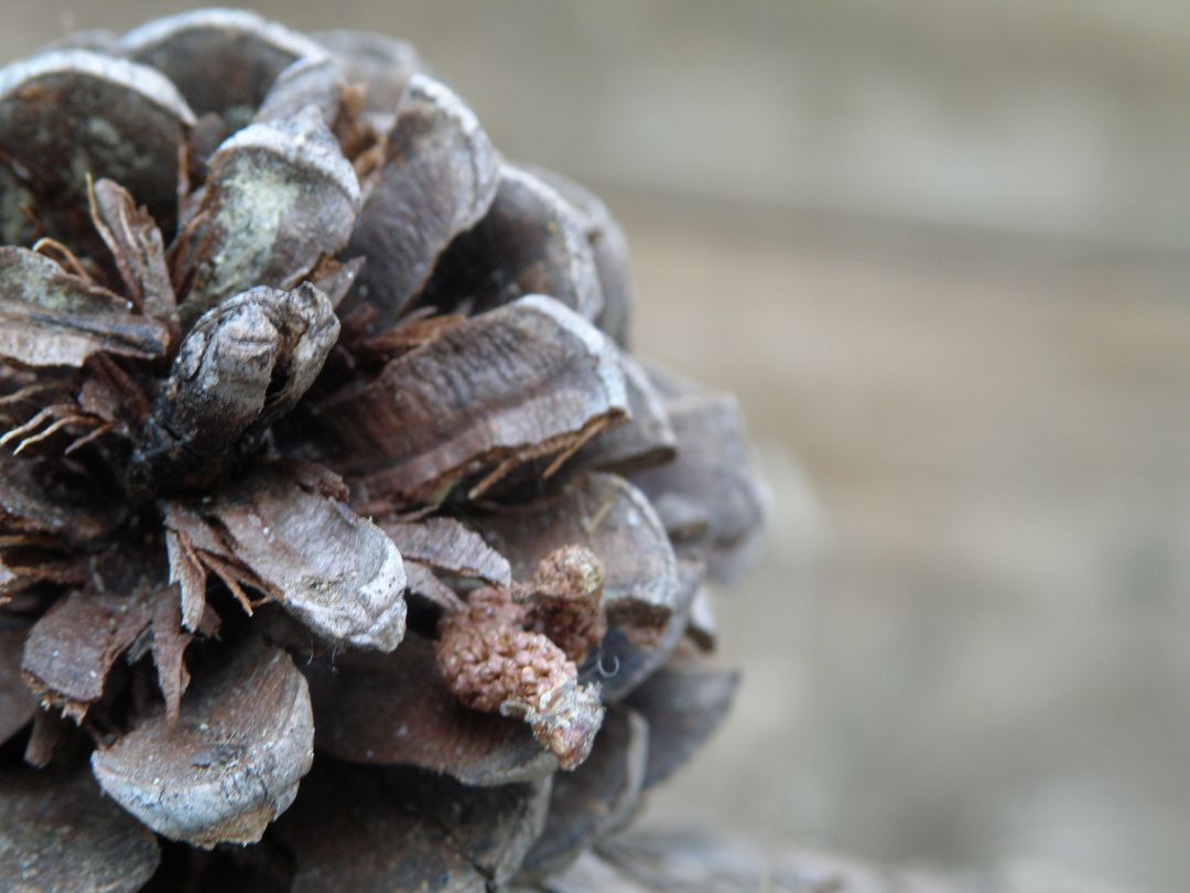 Close-Up of Pine Cone on Natural Background - Free Images, Stock Photos and Pictures on Pikwizard.com