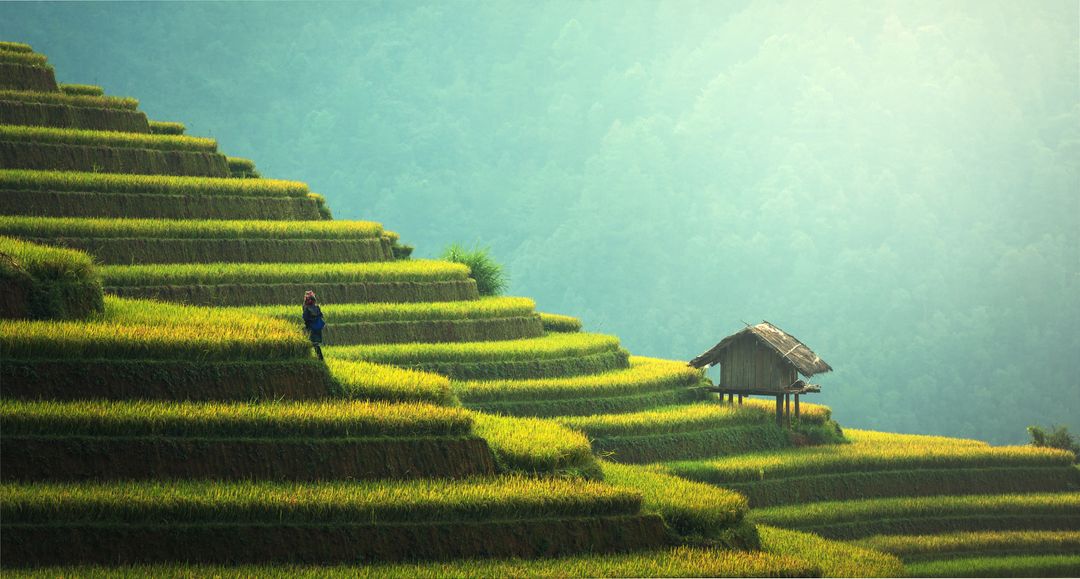 Lush Green Terraced Rice Fields with Farmer and Traditional Hut - Free Images, Stock Photos and Pictures on Pikwizard.com