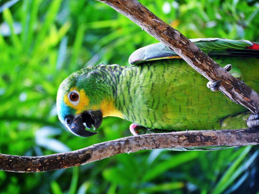 Green Parrot Sitting on Tree Branch in Lush Tropical Environment - Free Images, Stock Photos and Pictures on Pikwizard.com