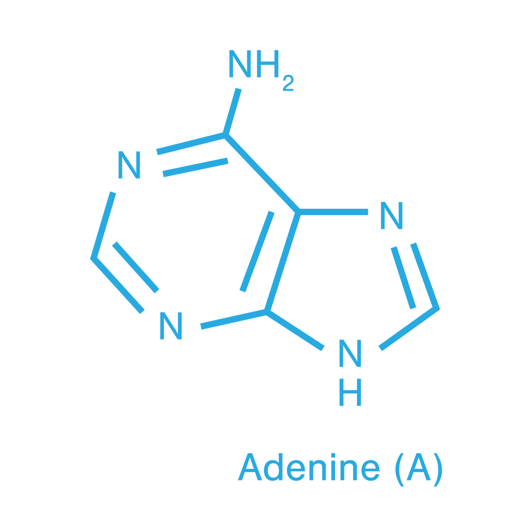 Transparent Digital Illustration of Adenine Molecular Structure