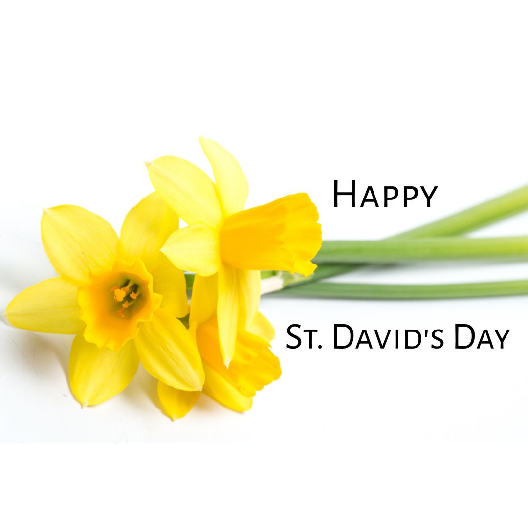 Joyful Yellow Daffodils Celebrating St. David's Day