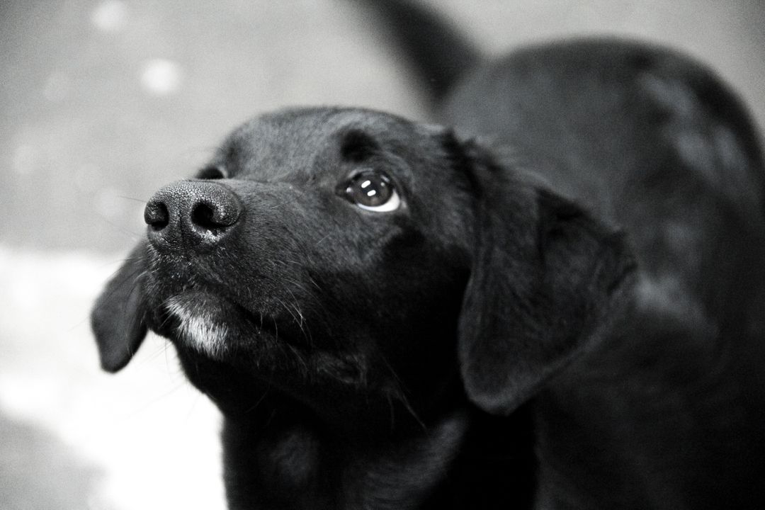Retriever Labrador retriever Sporting dog - Free Images, Stock Photos and Pictures on Pikwizard.com